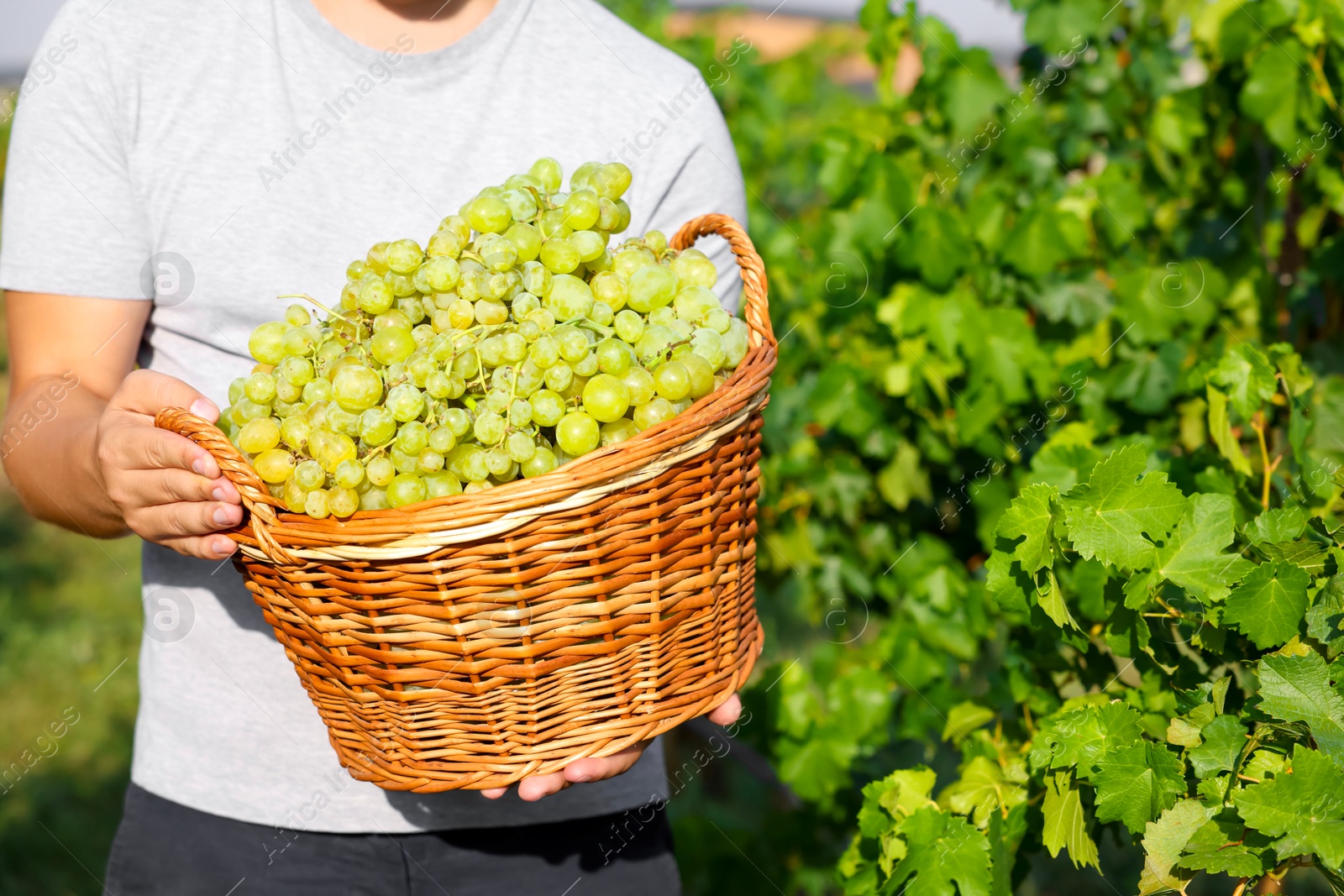 Photo of Farmer holding wicker basket with ripe grapes in vineyard, closeup