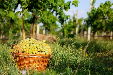 Photo of Ripe grapes in wicker basket outdoors on sunny day