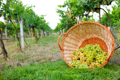 Photo of Ripe grapes in wicker basket outdoors, space for text