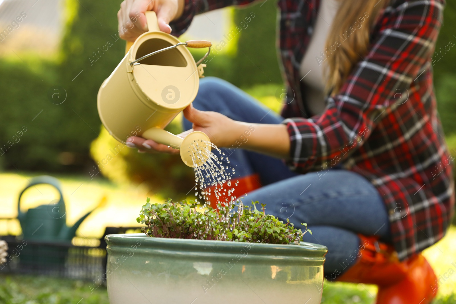 Photo of Woman watering potted seedlings with can outdoors, closeup