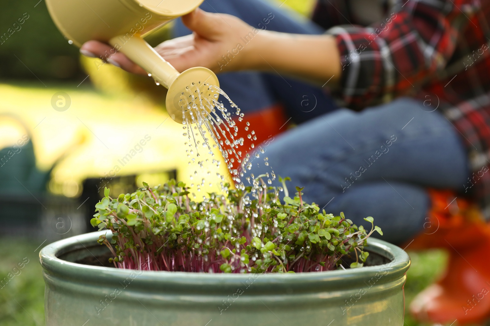 Photo of Woman watering potted seedlings with can outdoors, closeup