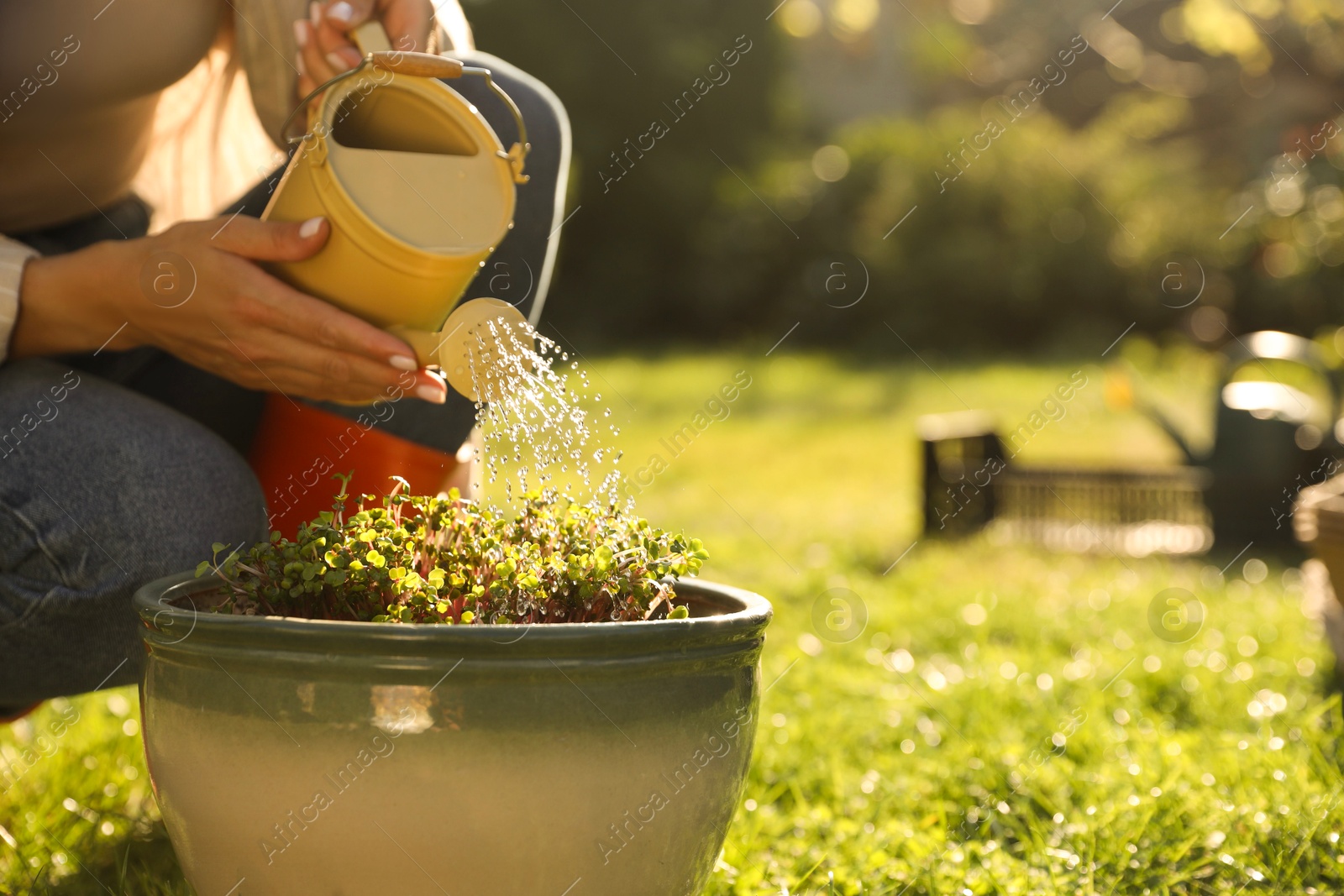 Photo of Woman watering potted seedlings with can outdoors, closeup. Space for text