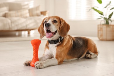 Cute dog playing with toy at home. Adorable pet