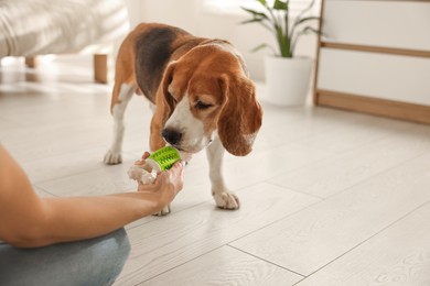 Photo of Owner giving toy to cute dog at home, closeup. Playing with pet