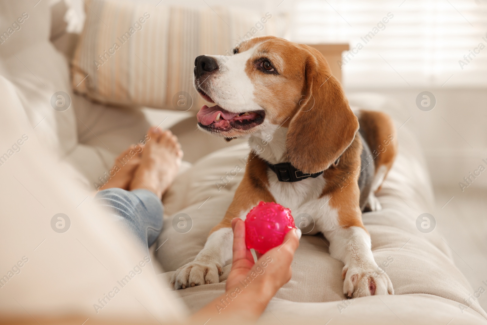 Photo of Owner giving toy to cute dog at home, closeup. Playing with pet