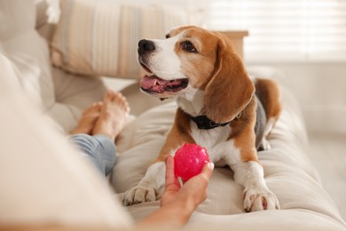 Owner giving toy to cute dog at home, closeup. Playing with pet