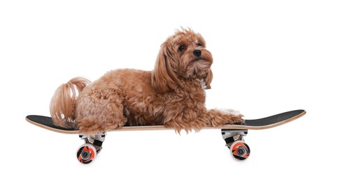 Photo of Cute Maltipoo dog on skateboard against white background