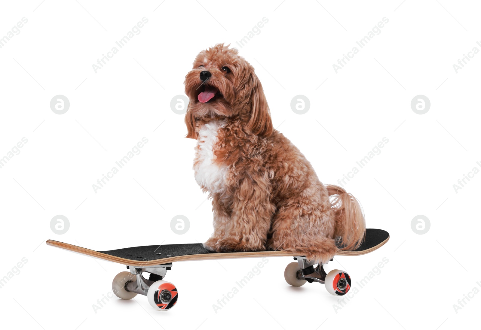 Photo of Cute Maltipoo dog on skateboard against white background