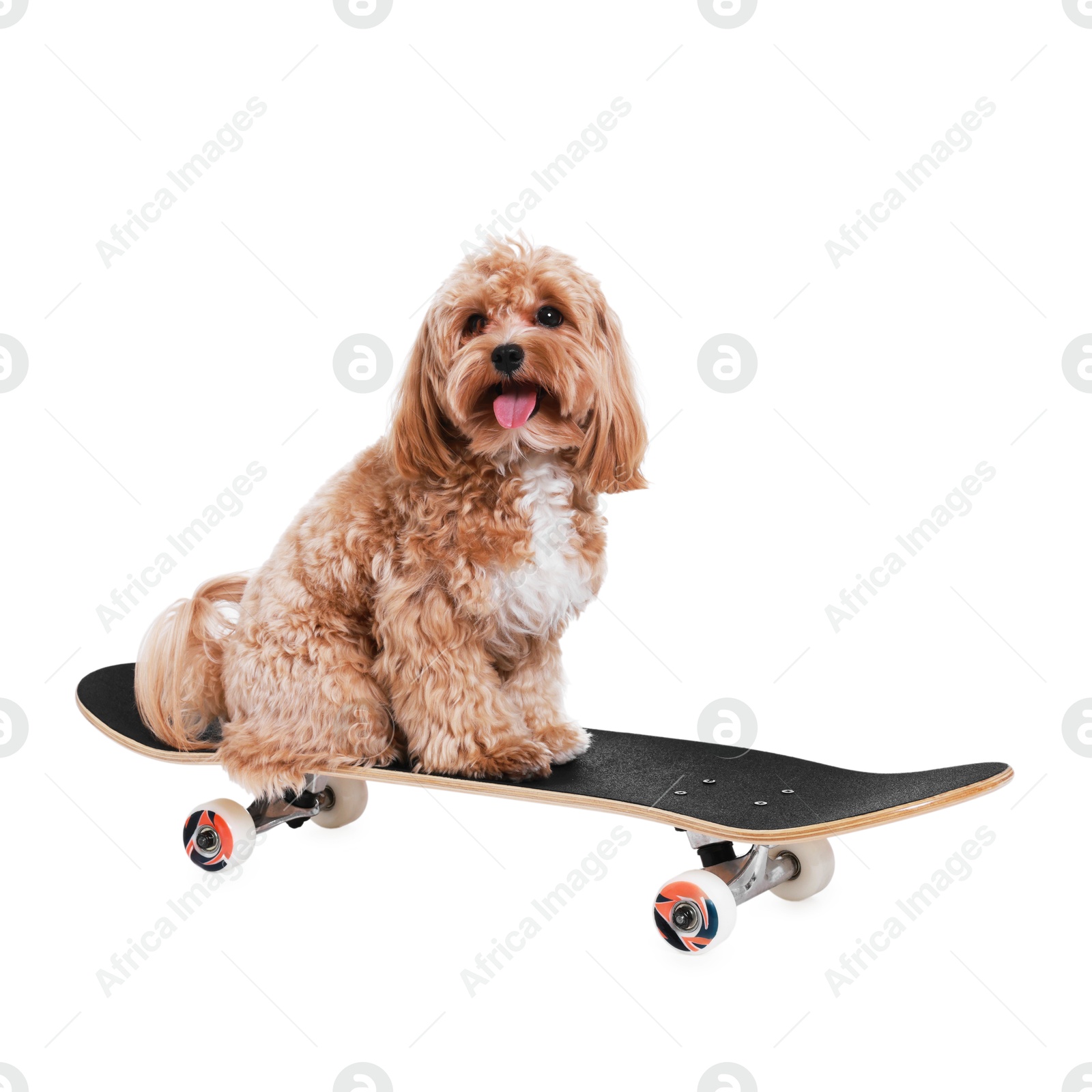 Photo of Cute Maltipoo dog on skateboard against white background