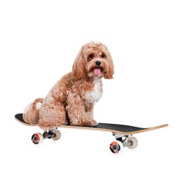 Photo of Cute Maltipoo dog on skateboard against white background