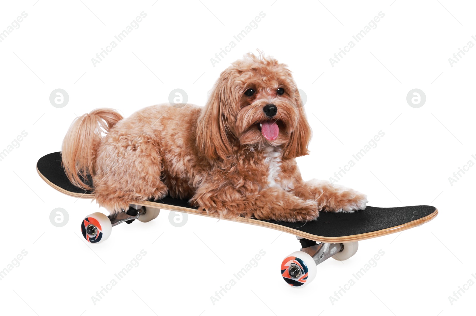 Photo of Cute Maltipoo dog on skateboard against white background