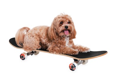 Photo of Cute Maltipoo dog on skateboard against white background