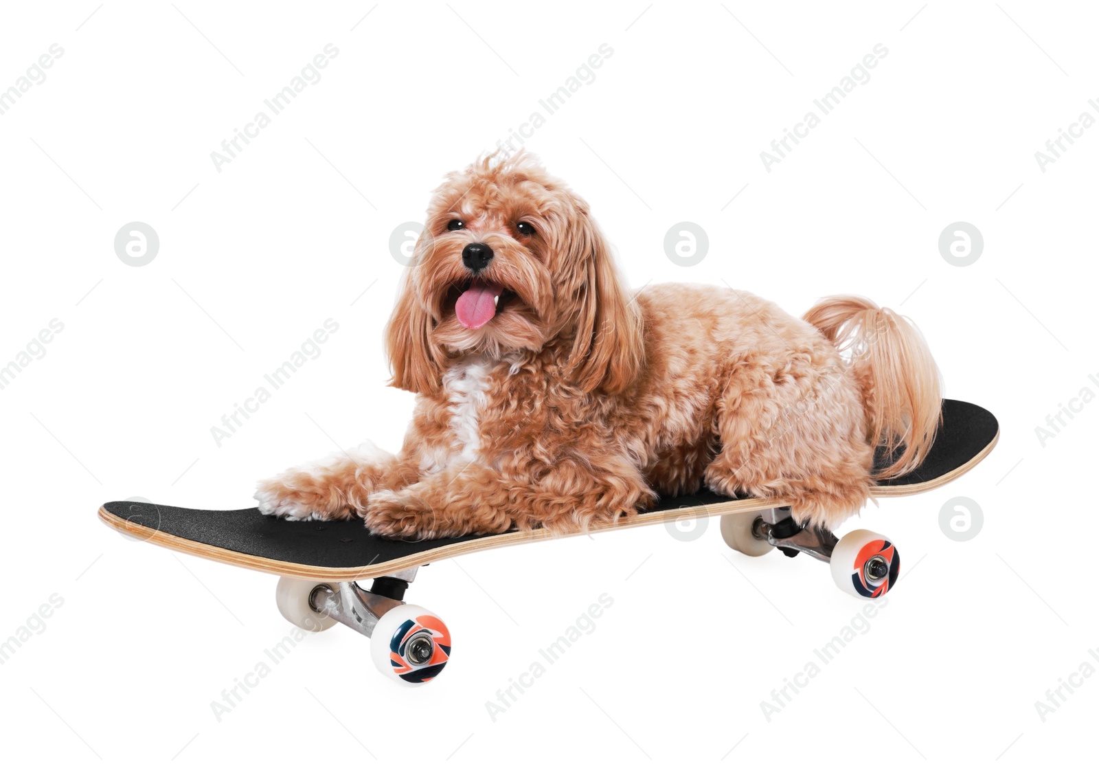 Photo of Cute Maltipoo dog on skateboard against white background