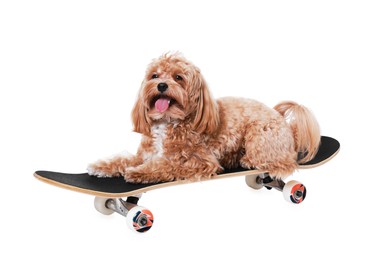 Photo of Cute Maltipoo dog on skateboard against white background