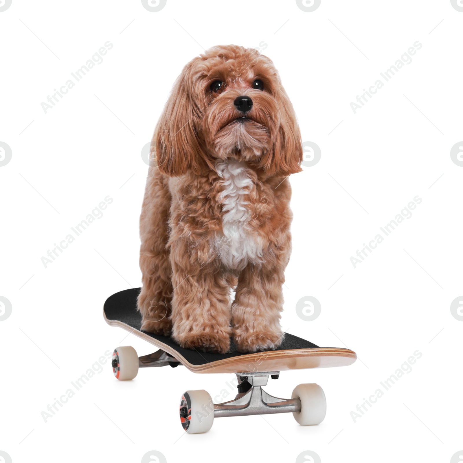 Photo of Cute Maltipoo dog on skateboard against white background