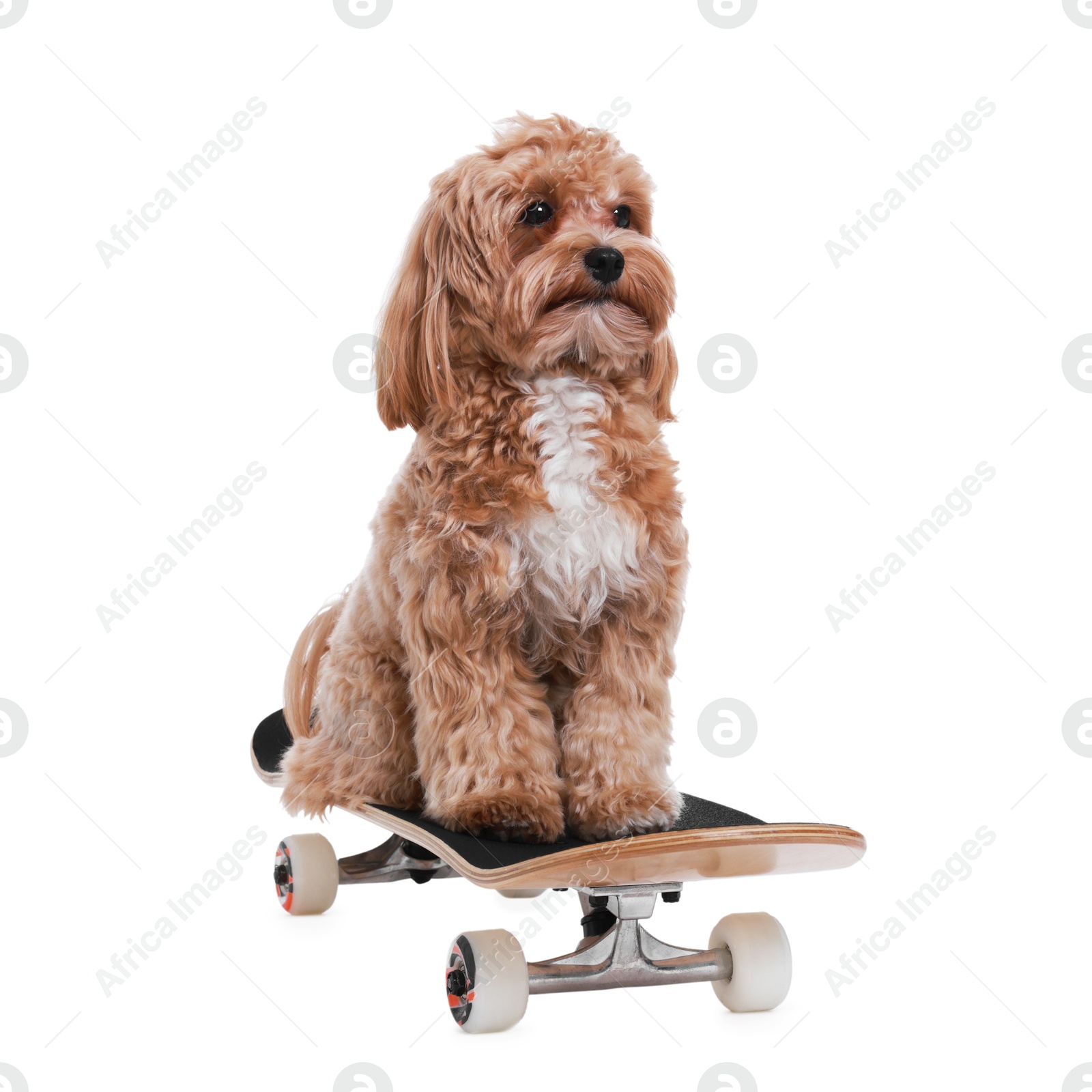 Photo of Cute Maltipoo dog on skateboard against white background