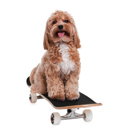 Photo of Cute Maltipoo dog on skateboard against white background