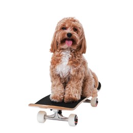 Photo of Cute Maltipoo dog on skateboard against white background