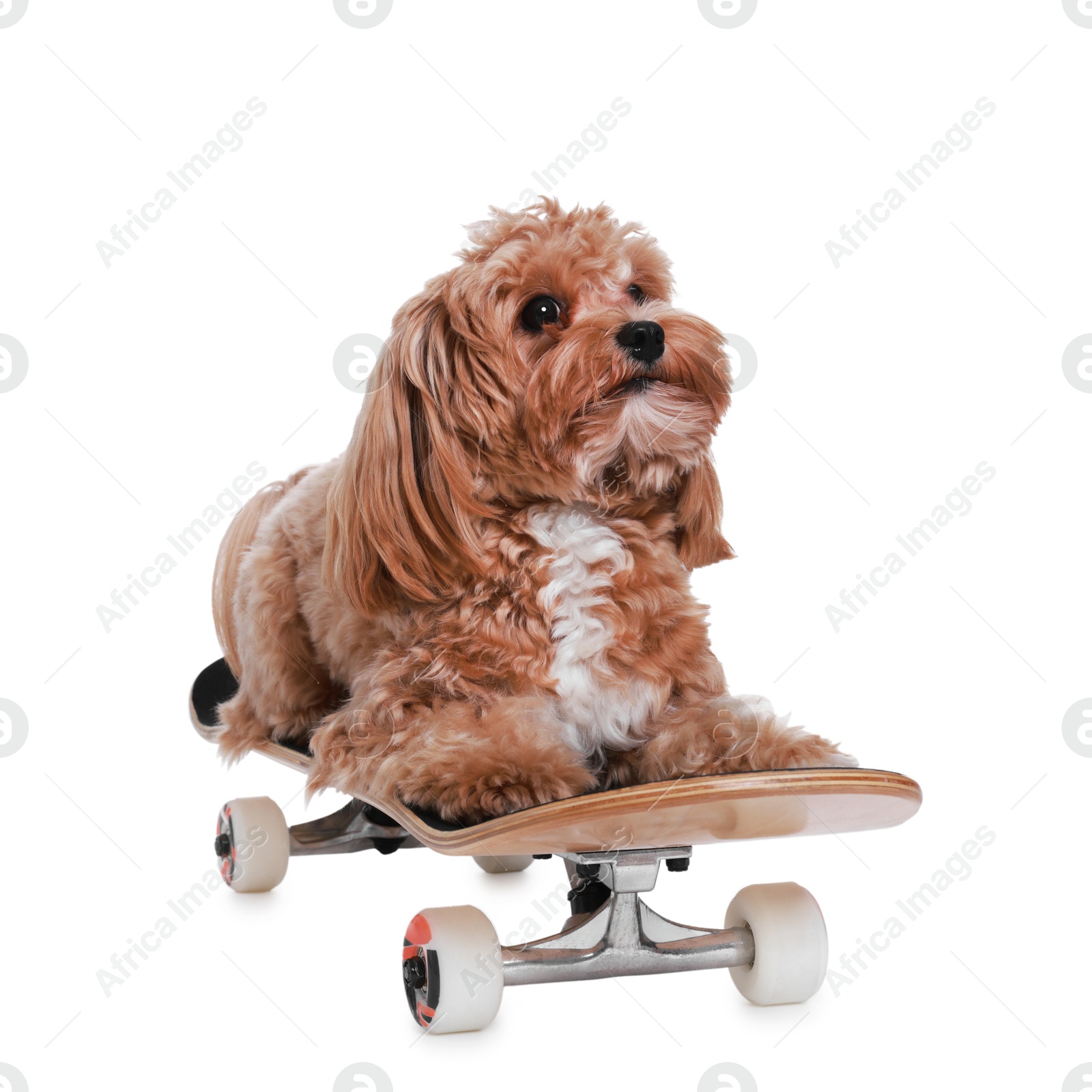 Photo of Cute Maltipoo dog on skateboard against white background