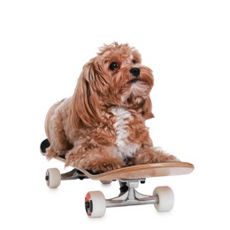 Photo of Cute Maltipoo dog on skateboard against white background