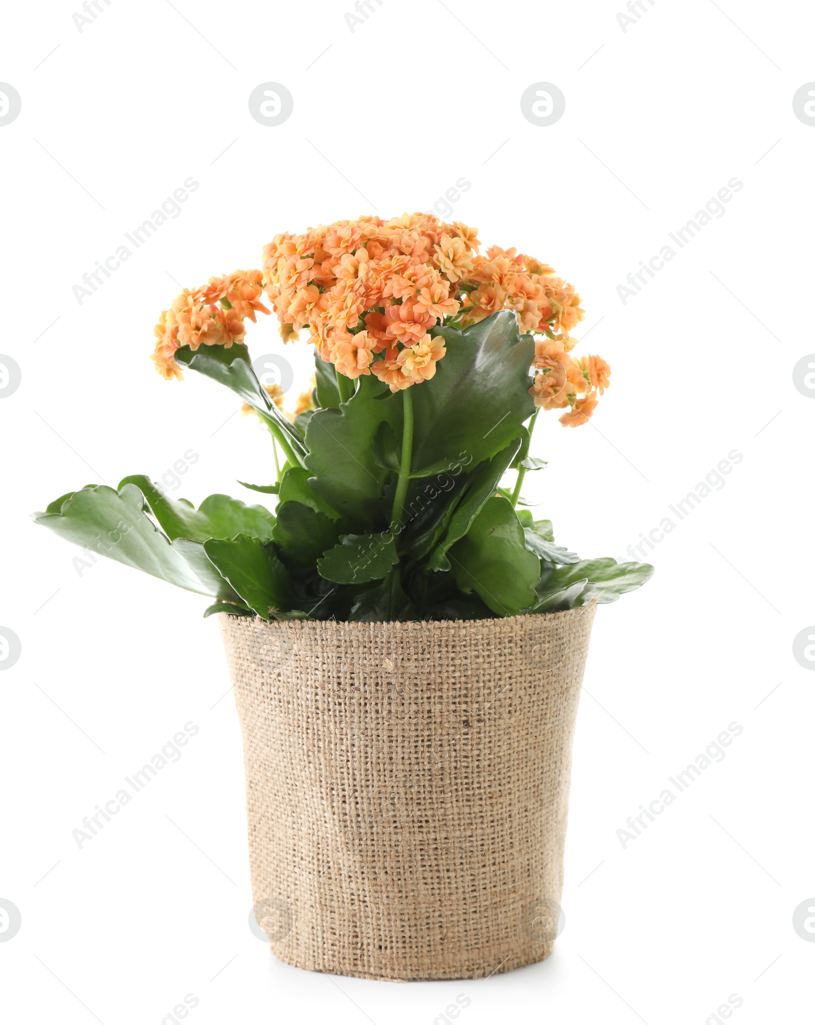 Photo of Beautiful orange kalanchoe flower in pot isolated on white