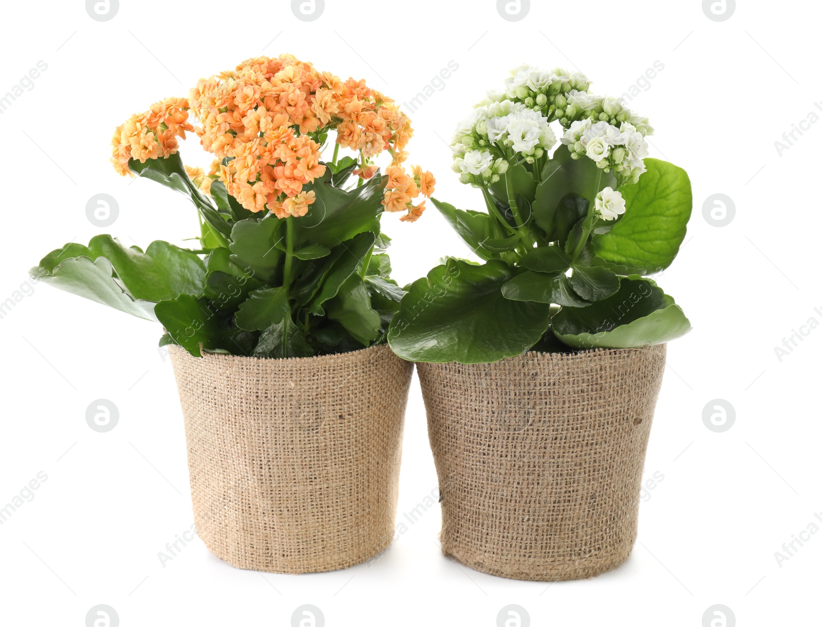 Photo of Beautiful kalanchoe flowers in pots isolated on white