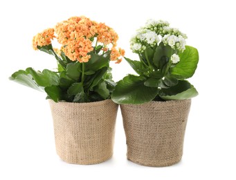 Photo of Beautiful kalanchoe flowers in pots isolated on white