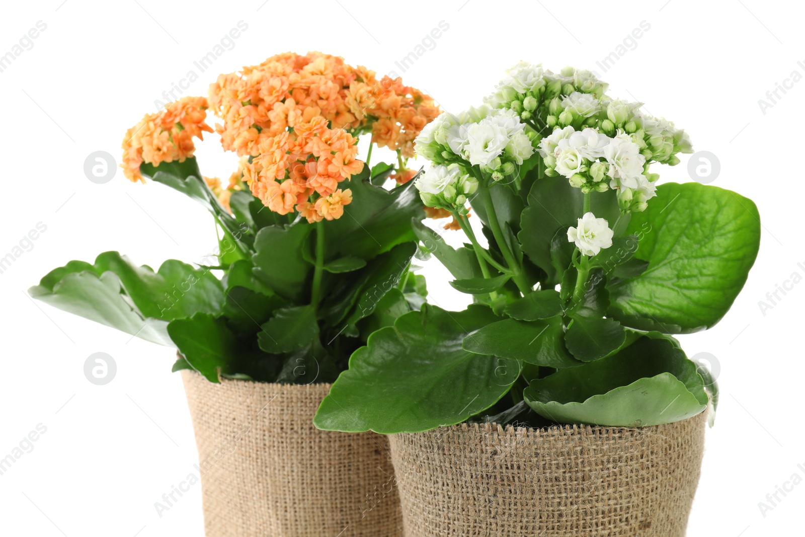 Photo of Beautiful kalanchoe flowers in pots isolated on white