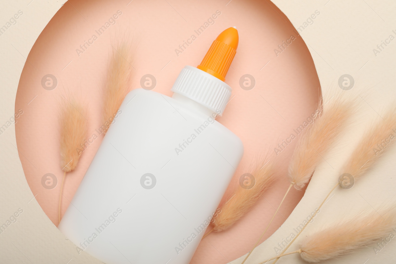 Photo of Bottle of glue and dry spikelets on beige background, top view