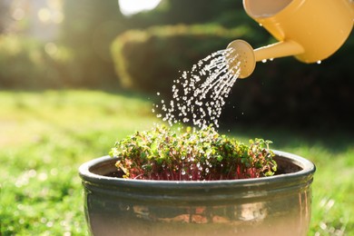 Photo of Watering potted seedlings with can on sunny day, closeup