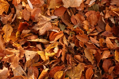 Photo of Dry fallen leaves as background, above view