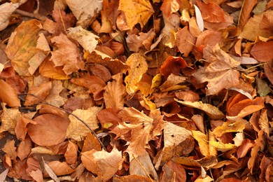 Photo of Dry fallen leaves as background, above view