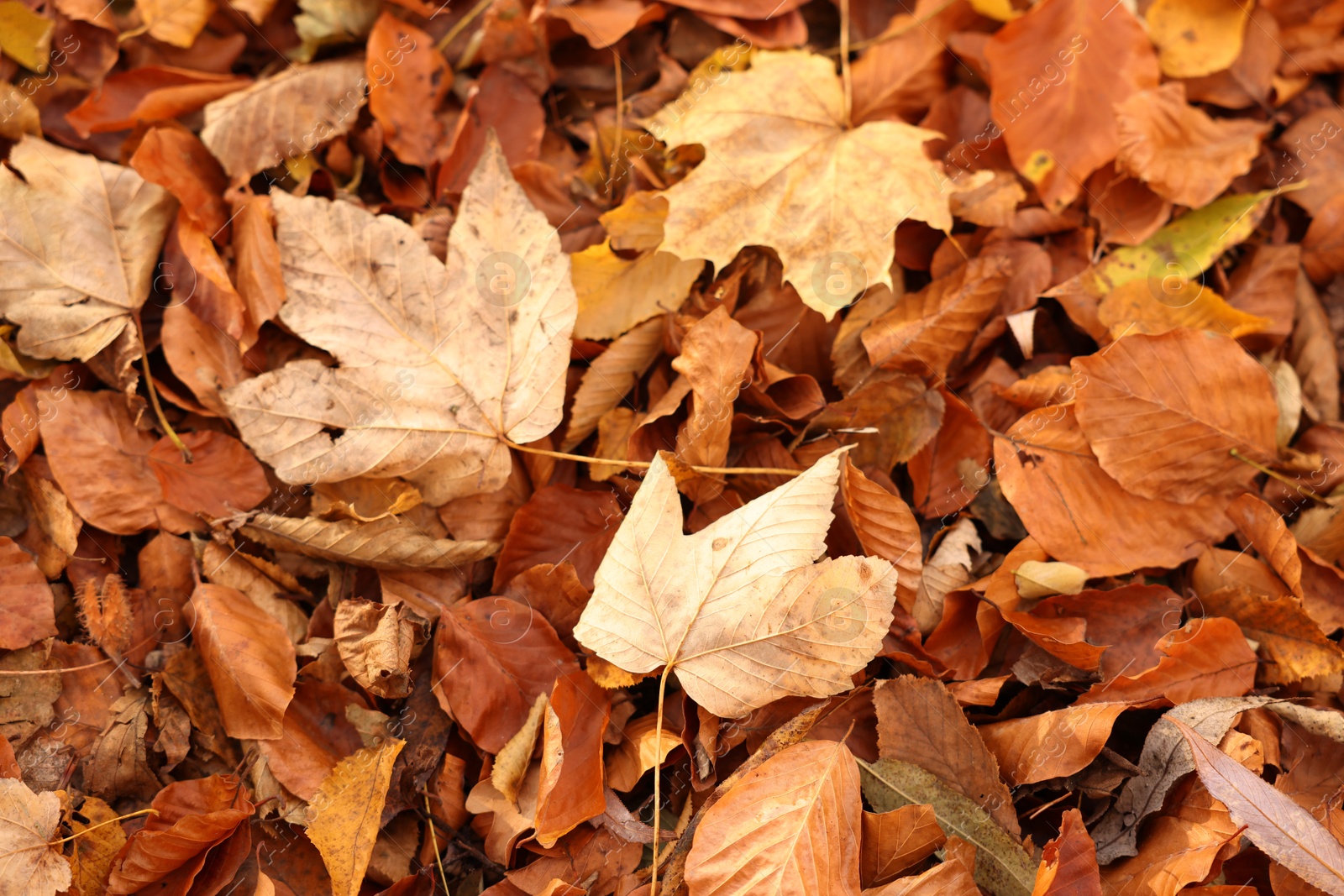 Photo of Dry fallen leaves as background, closeup view