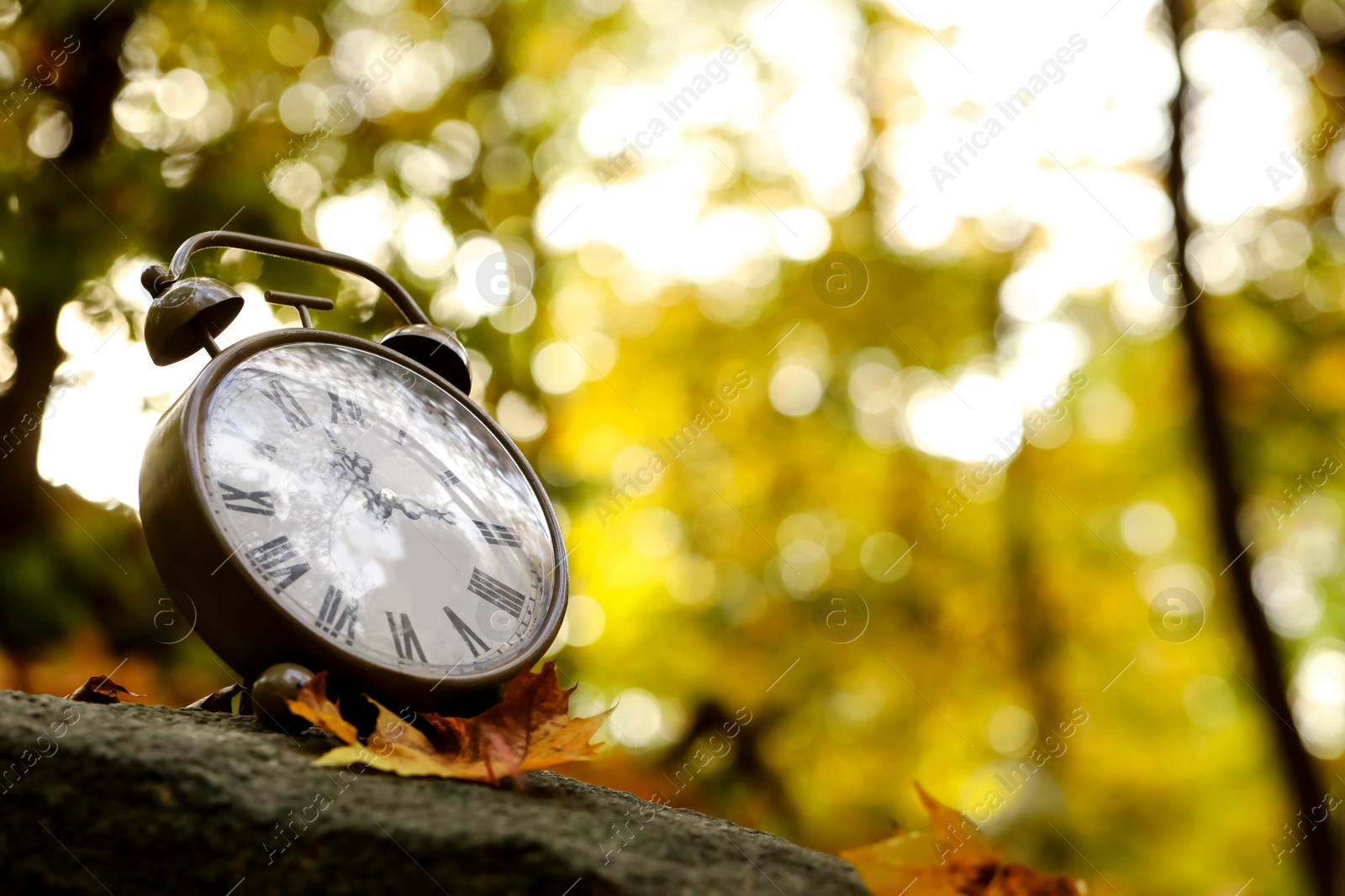 Photo of Autumn time. Alarm clock in forest, space for text