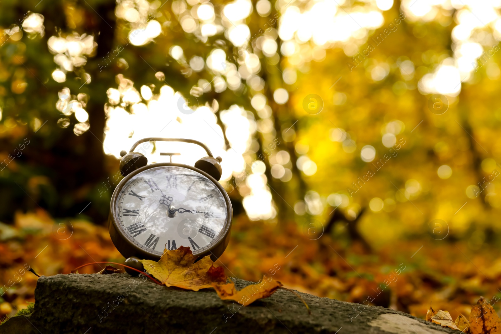 Photo of Autumn time. Alarm clock in forest, space for text