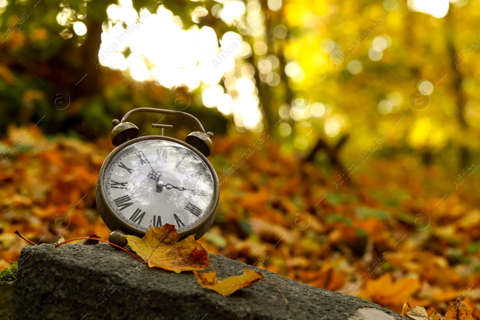 Photo of Autumn time. Alarm clock in forest, space for text