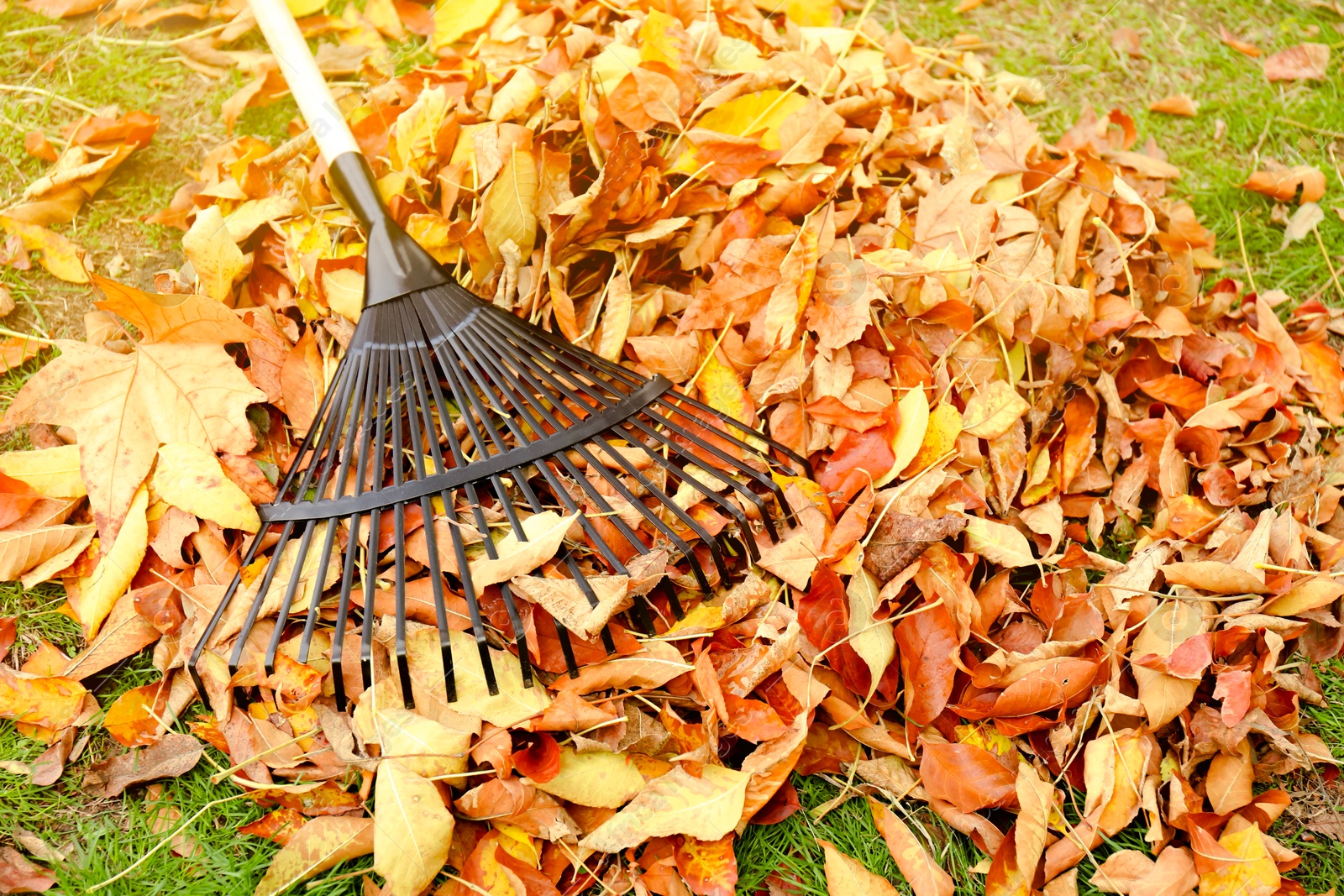 Photo of Fan rake and pile of fallen leaves on green grass