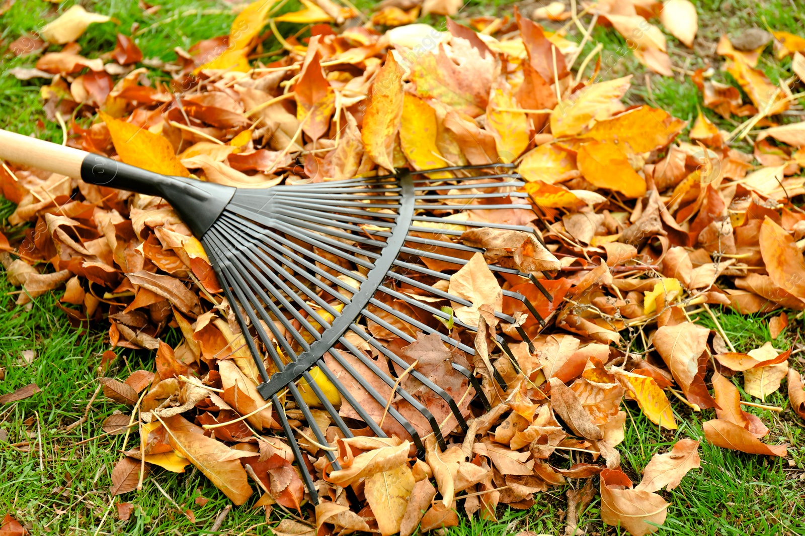 Photo of Fan rake and pile of fallen leaves on green grass