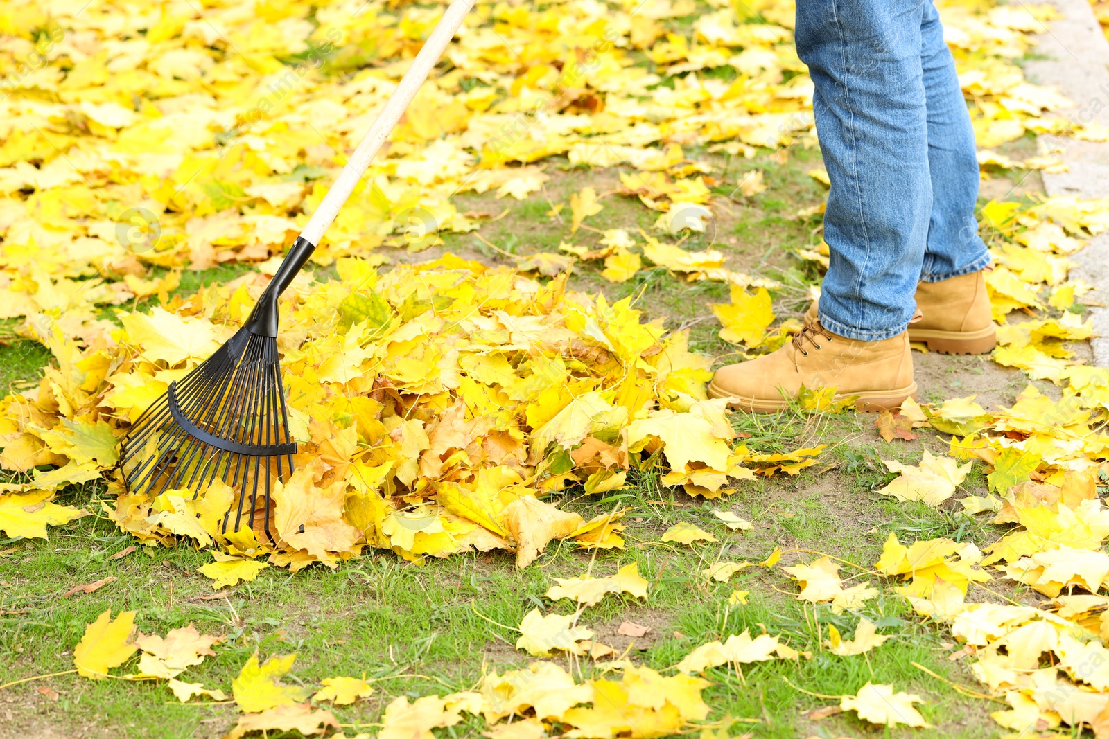 Photo of Man gathering fallen leaves with fan rake outdoors, closeup