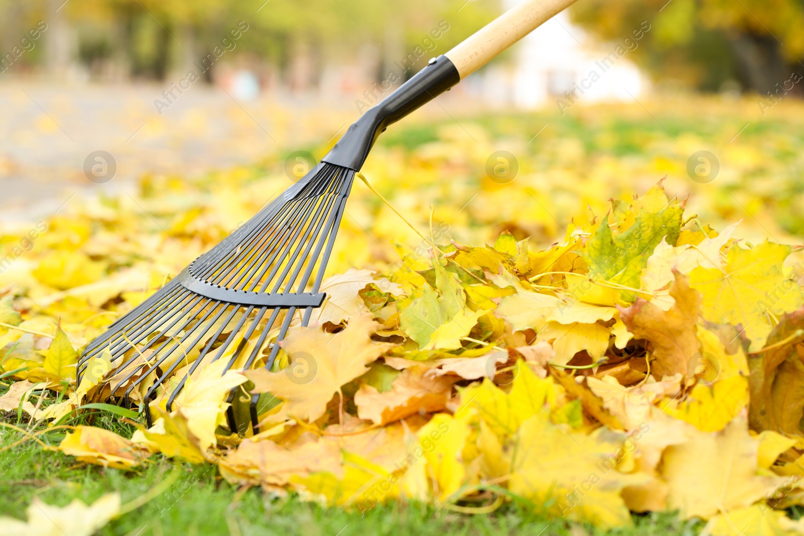 Photo of Gathering fallen leaves with fan rake outdoors, closeup