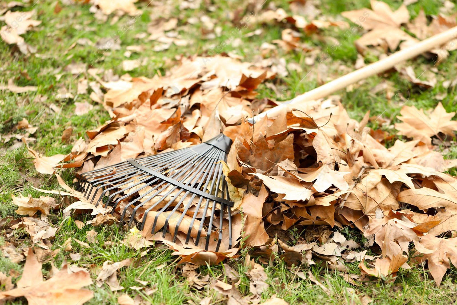 Photo of Fan rake and pile of fallen leaves on green grass