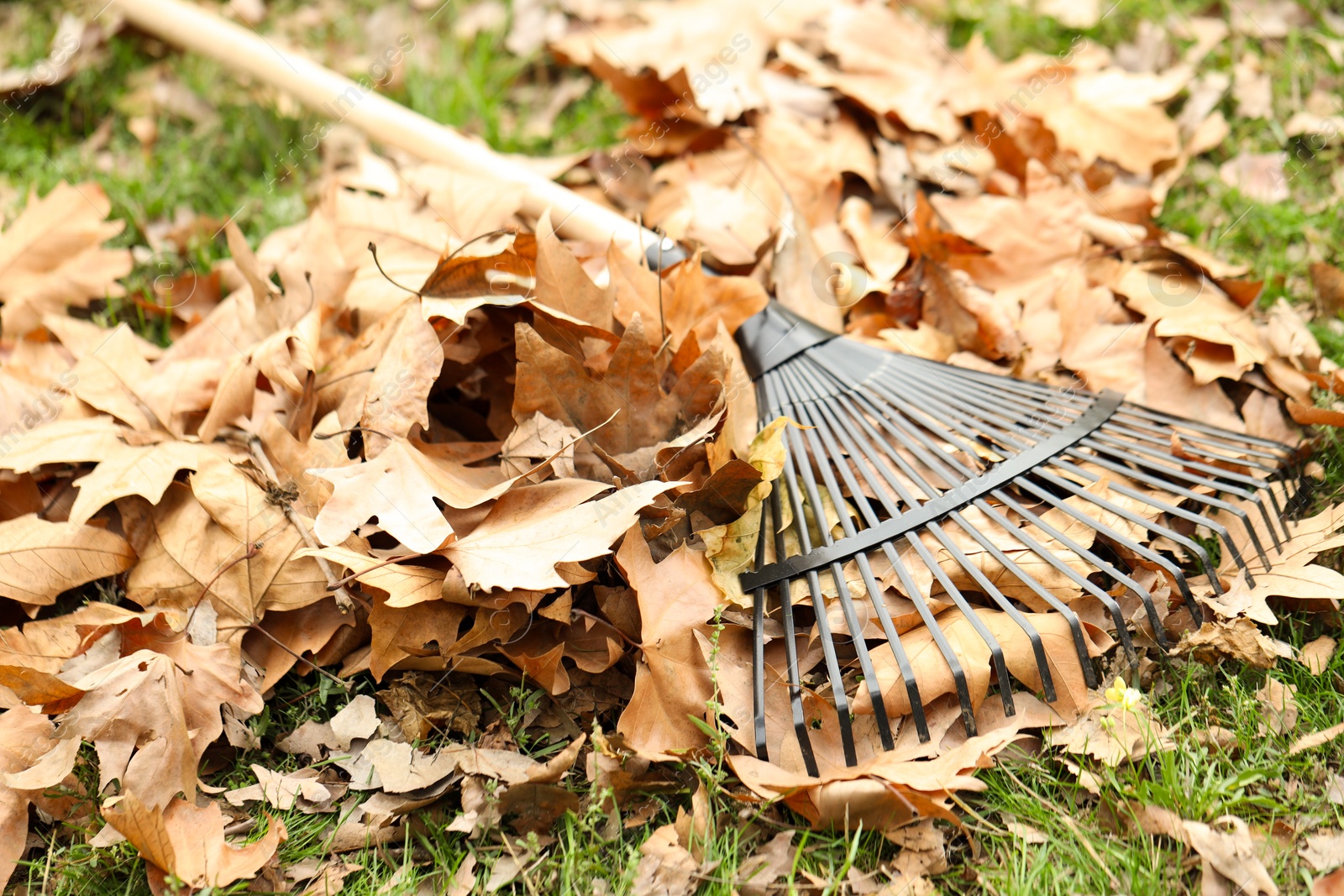 Photo of Fan rake and pile of fallen leaves on green grass