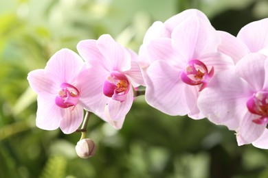 Photo of Branch of beautiful pink Phalaenopsis orchid on blurred background, closeup