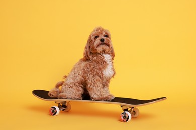 Photo of Cute Maltipoo dog on skateboard against orange background