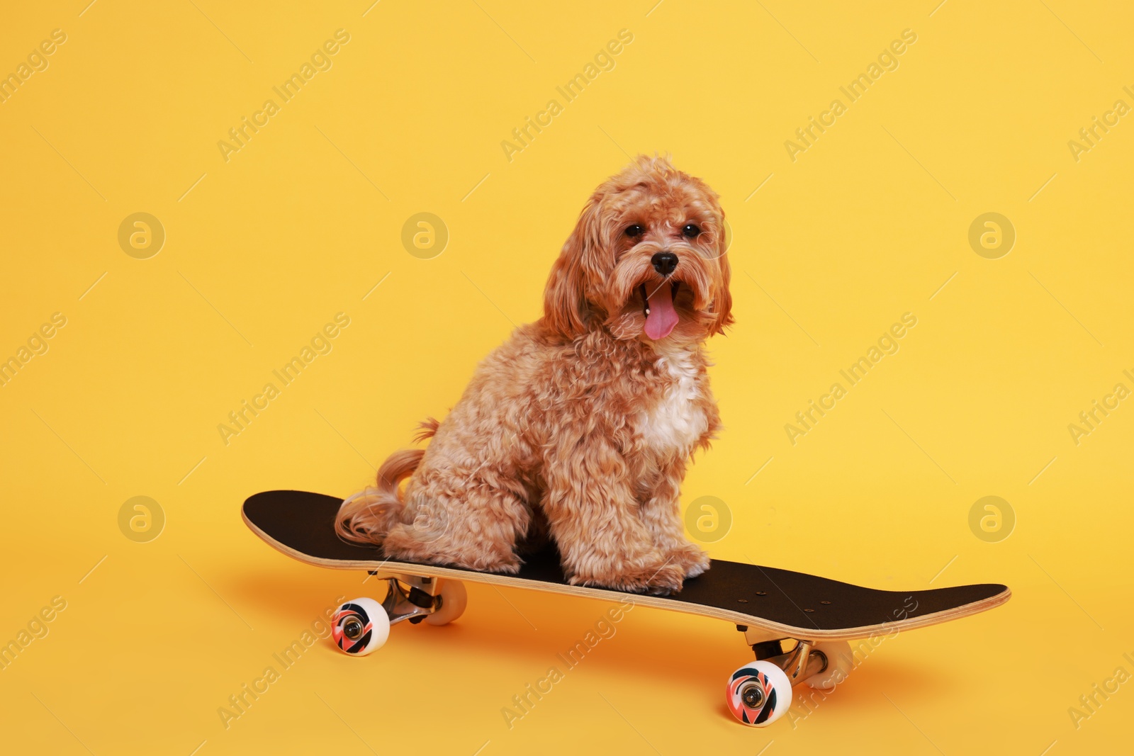 Photo of Cute Maltipoo dog on skateboard against orange background