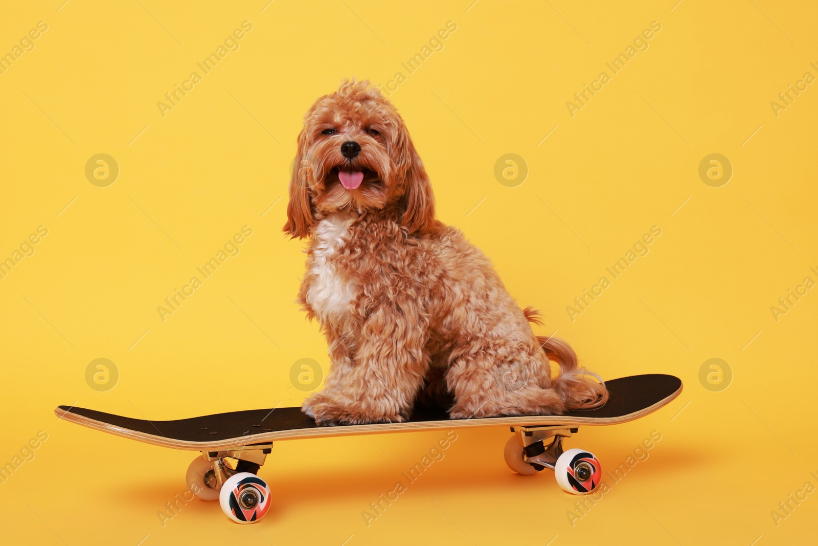 Photo of Cute Maltipoo dog on skateboard against orange background