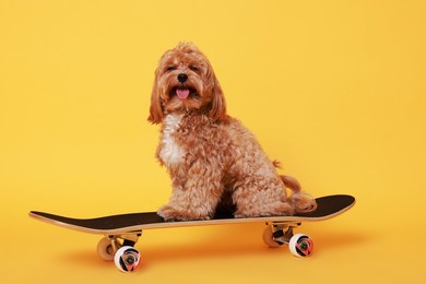 Photo of Cute Maltipoo dog on skateboard against orange background