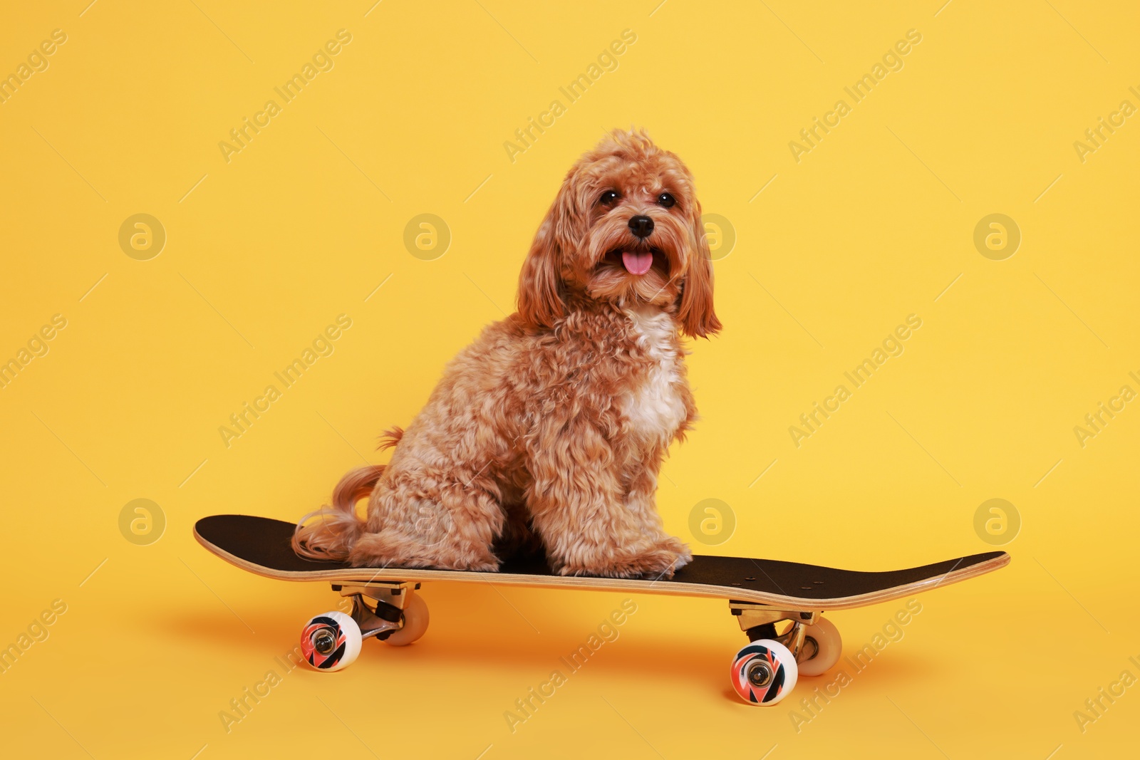 Photo of Cute Maltipoo dog on skateboard against orange background