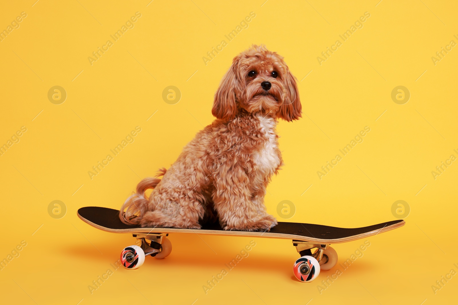 Photo of Cute Maltipoo dog on skateboard against orange background