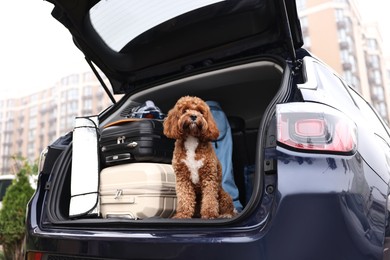 Photo of Cute Cavapoo dog with suitcases and other stuff in car trunk